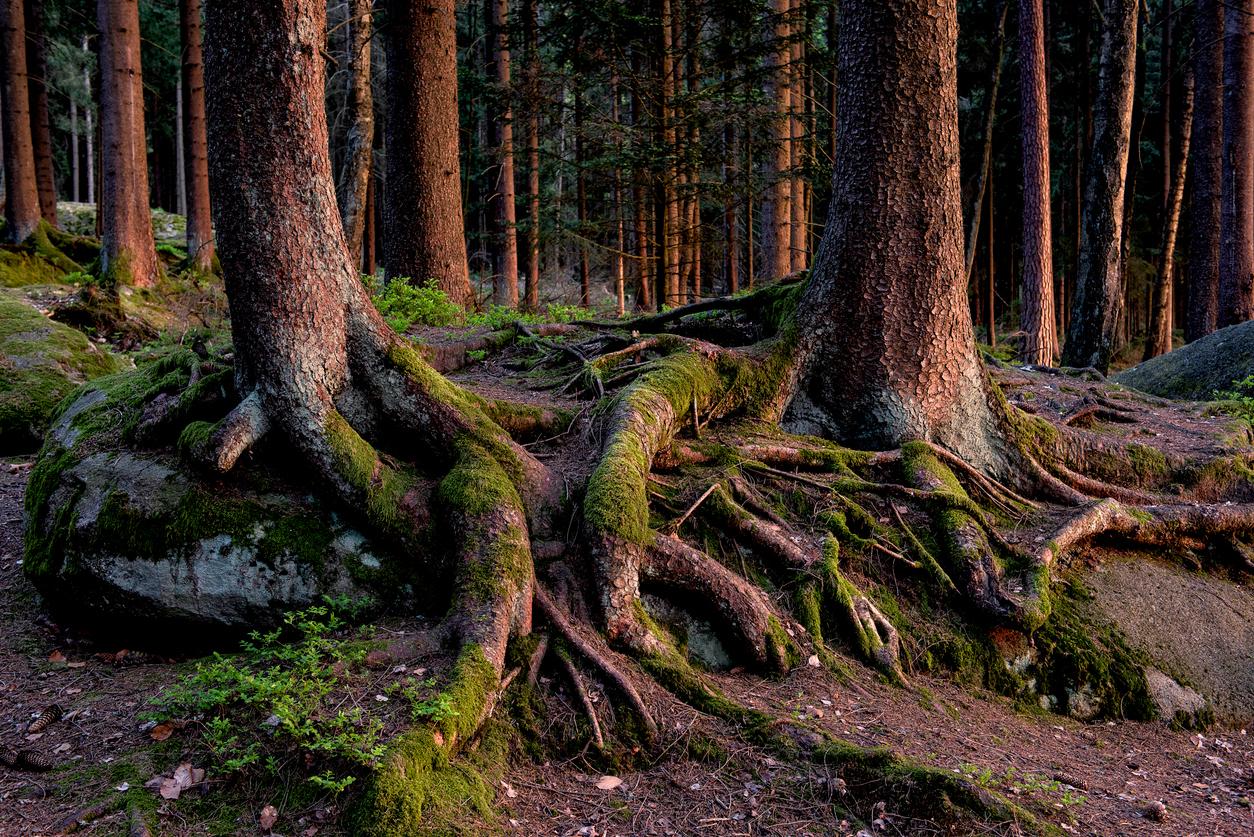 Finance leader reviewing program performance and forecasts
