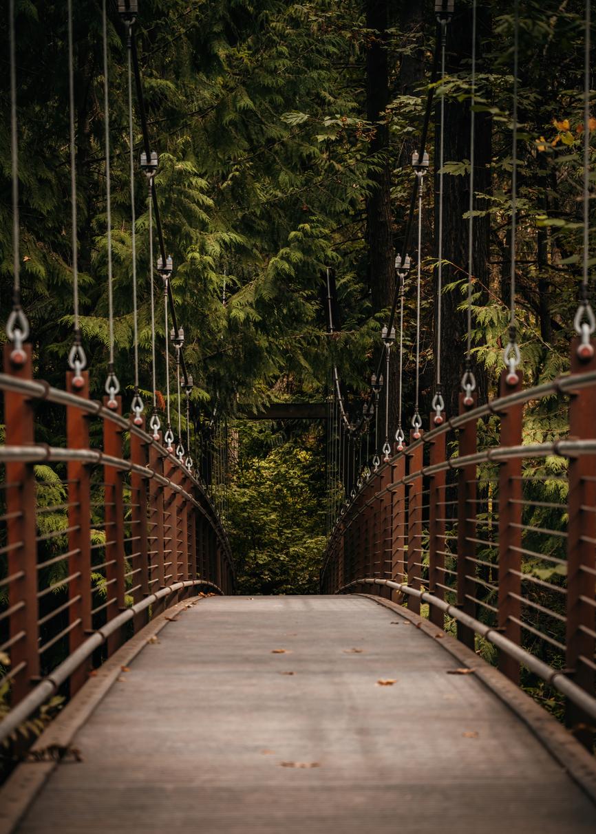 Suspension footbridge leading through an evergreen forest